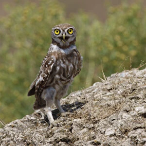 Little owl (Athene noctua) standing on rock, Bagerova Steppe, Kerch Peninsula, Crimea