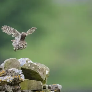 Little owl (Athene noctua) taking flight, NorthYorkshire, UK. June, 2021 Little owl (Athene noctua) taking flight, NorthYorkshire, UK. June, 2021