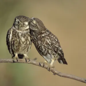 Little owls courtship {Athene noctua} Spain