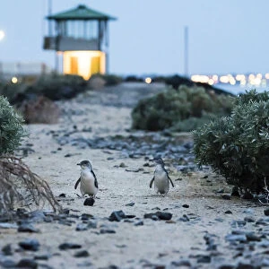 Little penguin (Eudyptula minor), two walking along top of St Kilda breakwater towards