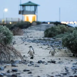 Little penguin (Eudyptula minor), two walking along top of St Kilda breakwater towards Little penguin (Eudyptula minor), two walking along top of St Kilda breakwater towards