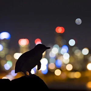 Little penguin (Eudyptula minor) standing on rock, silhouetted by Melbourne city lights