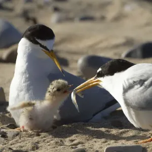 Little Tern feeding sand eel to chick Print Little Tern feeding sand eel to chick Print