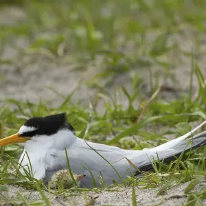 Little tern print, nesting amongst Black oats on Machair sands