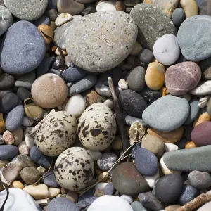 Little tern nest with three eggs in shingle ridge print