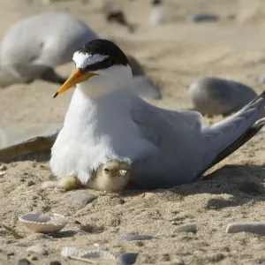 Little tern with chick print, 2019 Little tern with chick print, 2019