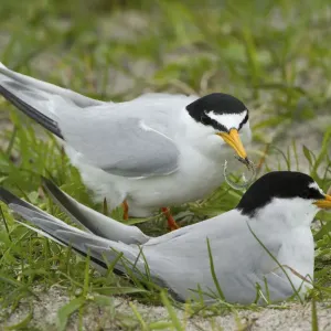 Two Little terns at Black oats nest Print