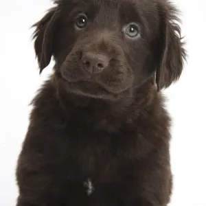 Liver Flatcoated Retriever puppy, 6 weeks