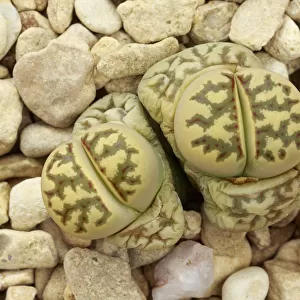 Living stone plant (Lithops dorotheae) one of the living stones plants, in cultivation
