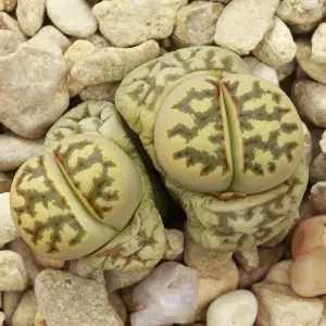 Living Stone Plant (Lithops dorotheae) Print Living Stone Plant (Lithops dorotheae) Print
