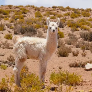 Llama calf print, Bolivia altiplano Llama calf print, Bolivia altiplano