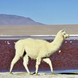 Llama (Lama glama) Laguna colorada. Altiplano, Bolivia