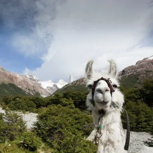 Llama (Lama glama), Los Glaciares National Park, Argentina