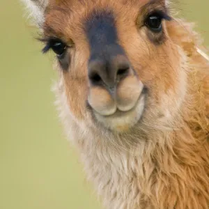 Llama {Lama glama} portrait, captive, Peru