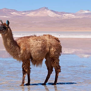 Llama standing in mud at the edge of Laguna Colorada, Bolivia