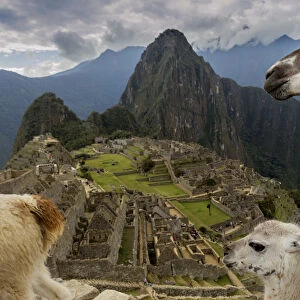 Three Llamas (Lama glama) resting in the Machu Picchu ruins. Urubamba, Peru. August, 2016