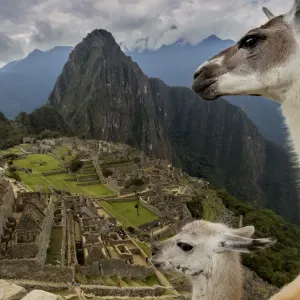 Three Llamas resting in Machu Picchu ruins Print Three Llamas resting in Machu Picchu ruins Print