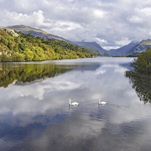 Llyn (Lake) Padarn looking looking souh-east towards Llanberis with two Mute Swans