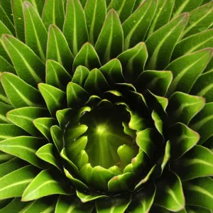 Lobelia (Lobelia deckenii) plant, the only alpine species of lobelia on Mount Kilimanjaro