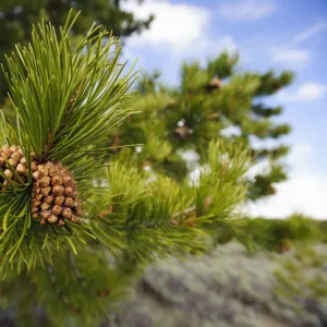 Lodgepole pine cones (Pinus contorta), Teton County, Wyoming, USA. May