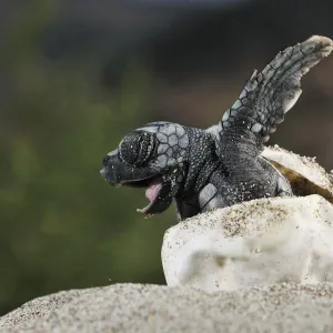 Loggerhead sea turtle (Caretta caretta) emerging from shell, Dalyan delta, Turkey, July