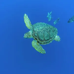 Loggerhead sea turtle (Caretta caretta) accompanied by Imperial blackfish (Schedophilus ovalis) swimming, Vulnerable (IUCN). Azores, Atlantic Ocean Loggerhead sea turtle (Caretta caretta) accompanied by Imperial blackfish (Schedophilus ovalis) swimming, Vulnerable (IUCN). Azores, Atlantic Ocean