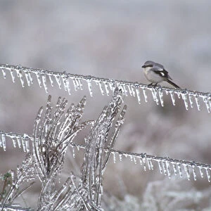 Loggerhead shrike (Lanius ludovicianus) on an ice-covered fence after an ice storm