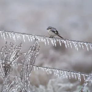 Loggerhead shrike (Lanius ludovicianus) on an ice-covered fence after an ice storm