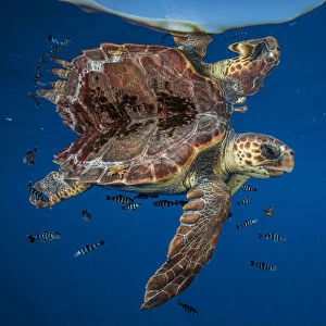 Loggerhead turtle (Caretta caretta) swimming near the surface, Balearic channel, Spain