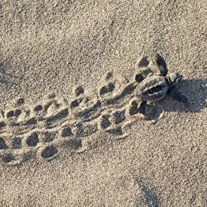 Loggerhead turtle (Caretta caretta) hatchling running to the sea, lycian coast, Mediterranean Sea