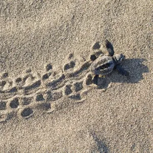 Loggerhead Turtle Hatchling Print