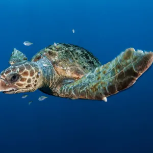 Loggerhead turtle (Caretta caretta) with small fish, Los Gigantes, South Tenerife