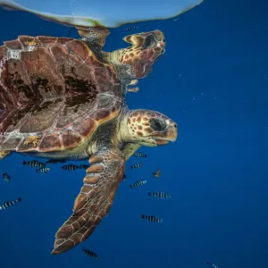 Loggerhead turtle Print - Balearic Channel Image Loggerhead turtle Print - Balearic Channel Image