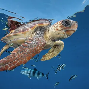 Loggerhead Turtle Print: Surface Swimming with Pilot Fish, Balearic Channel Loggerhead Turtle Print: Surface Swimming with Pilot Fish, Balearic Channel