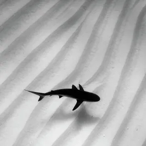 A lone Caribbean reef shark (Carcharhinus perezi) cruises over sand ripples. Walkers Cay, Northern Bahama Islands, Republic of Bahamas