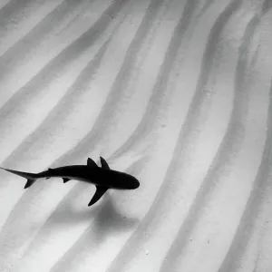 Ein einsamer Karibischer Riffhaie (Carcharhinus perezi) schwebt über Sandwellen. Walker's Cay, Nord-Bahamas-Inseln, Republik der Bahamas Ein einsamer Karibischer Riffhaie (Carcharhinus perezi) schwebt über Sandwellen. Walker's Cay, Nord-Bahamas-Inseln, Republik der Bahamas
