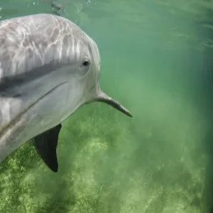 Lone male Bottlenose dolphin (Tursiops truncatus) in shallow water over seagrass