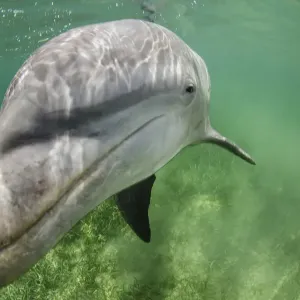Un dauphin à flanc blanc mâle solitaire (Tursiops truncatus) dans l'eau peu profonde au-dessus du thalassodrome. Un dauphin à flanc blanc mâle solitaire (Tursiops truncatus) dans l'eau peu profonde au-dessus du thalassodrome.