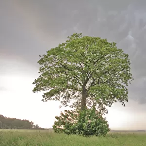 Lone Maple (Acer) in a field against cumulo-nimbus and mammatus clouds. Picardy, France