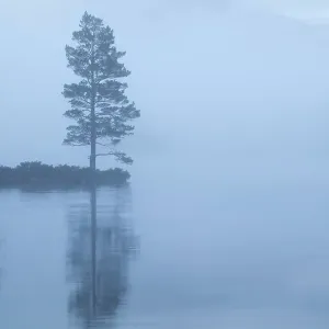 Lone Scots pine at dawn reflected in water, Loch an Eilein, Rothiemurchus forest, Cairngorms NP, Highland, Scotland, UK, April 2011 Lone Scots pine at dawn reflected in water, Loch an Eilein, Rothiemurchus forest, Cairngorms NP, Highland, Scotland, UK, April 2011