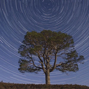 Lone Scots pine tree (Pinus sylvestris) and star trails with the north star