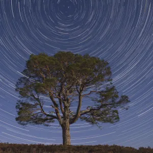 Lone Scots pine tree (Pinus sylvestris) and star trails with the north star