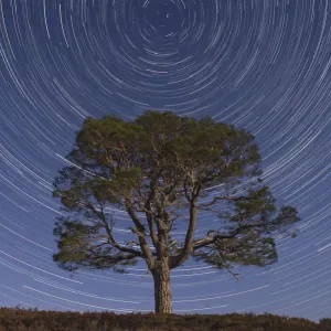 Lone Scots Pine Tree Print with Star Trails