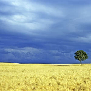 Lone tree in a barley field. Picardy, France
