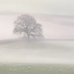 Lone tree in countryside with sheep, in early morning mist, Marshwood Vale, Dorset, UK. November 2020 Lone tree in countryside with sheep, in early morning mist, Marshwood Vale, Dorset, UK. November 2020