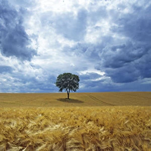 Lone Walnut (Juglans) tree in a field of barley. Picardy, France