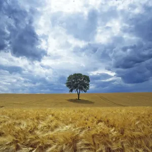 Lone Walnut (Juglans) tree in a field of barley. Picardy, France Lone Walnut (Juglans) tree in a field of barley. Picardy, France