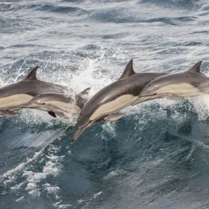Long Beaked Common Dolphin Print, Baja California Long Beaked Common Dolphin Print, Baja California