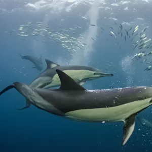 Aquatics Collection: Dolphins