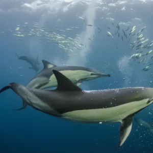 Long-beaked common dolphins (Delphinus capensis) feeding in Sardines, (Sardinops